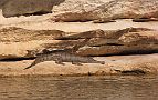 16-Freshwater croc basks in Geikie Gorge